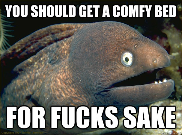 You Should get a comfy bed for fucks sake   Bad Joke Eel