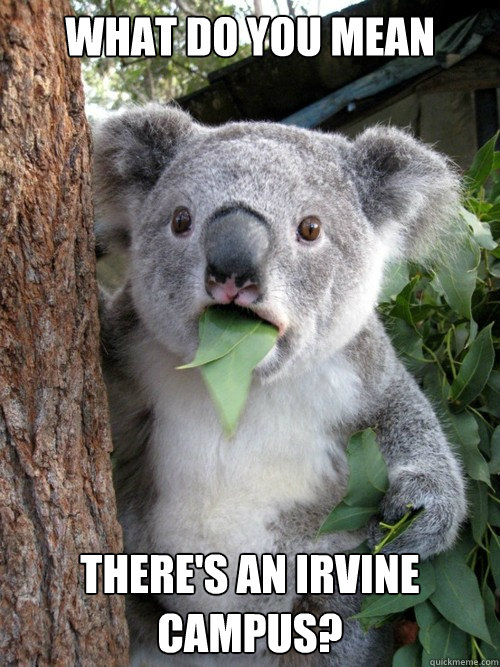 What do you mean there's an irvine campus? - What do you mean there's an irvine campus?  Confounded Koala