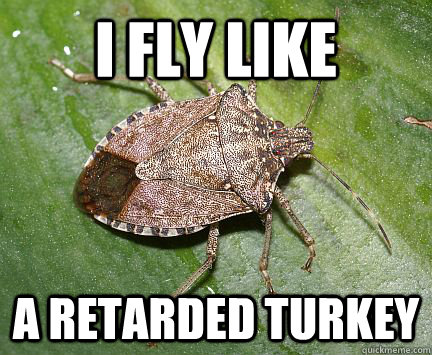 I fly like a retarded turkey - I fly like a retarded turkey  Scumbag Stinkbug