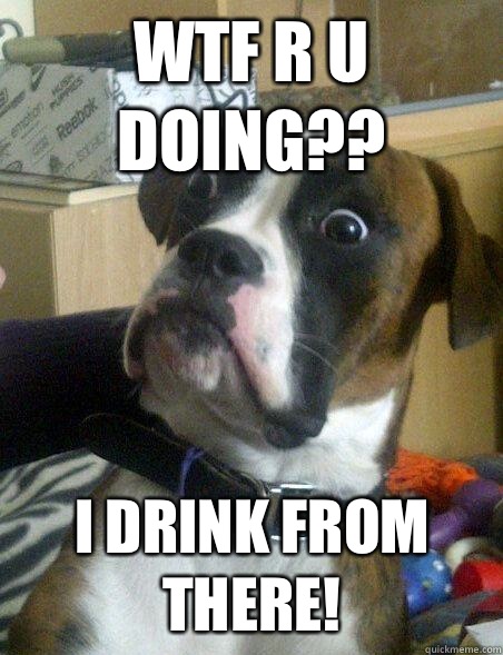 WTF R U Doing?? I drink from there!  WTF Dog