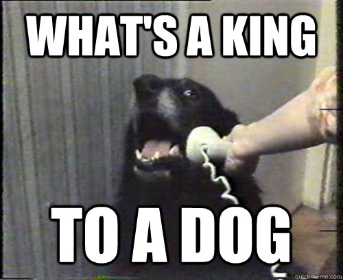 what's a king to a dog  This is dog