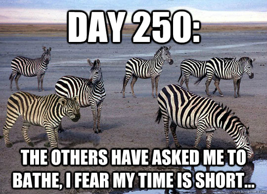 Day 250: The others have asked me to bathe, i fear my time is short... - Day 250: The others have asked me to bathe, i fear my time is short...  Zebra Lion