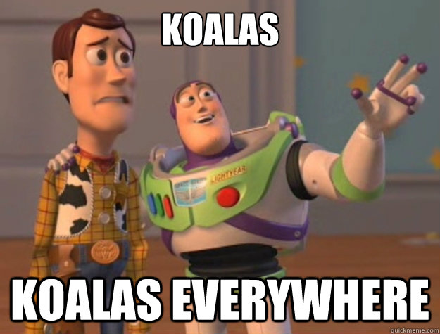 koalas koalas EVERYWHERE  Sunburns Everywhere