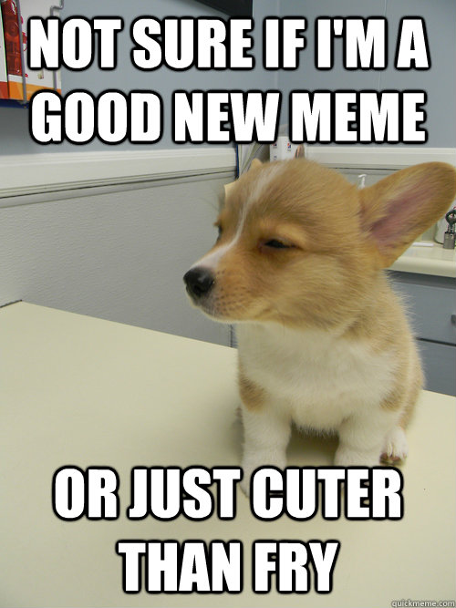 Not sure if I'm a good new meme Or just cuter than fry - Not sure if I'm a good new meme Or just cuter than fry  Misc