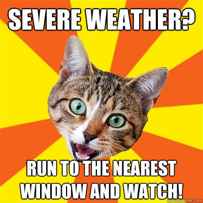 Severe weather? Run to the nearest window and watch! - Severe weather? Run to the nearest window and watch!  Bad Advice Cat