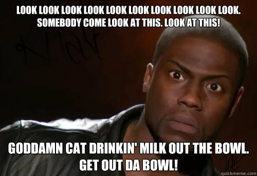 Look Look Look Look Look Look Look Look Look Look. Somebody come look at this. Look at this! Goddamn cat drinkin' milk out the bowl.
Get out da bowl!  Kevin Hart