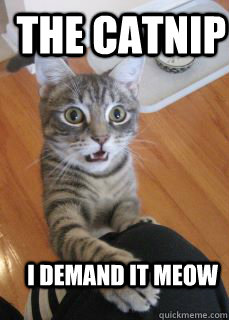 The Catnip I demand it Meow - The Catnip I demand it Meow  Cat Fiend