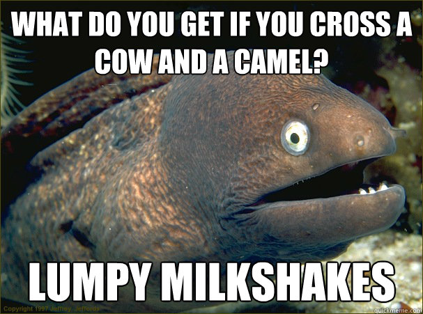 What do you get if you cross a cow and a camel?
 Lumpy milkshakes  Bad Joke Eel