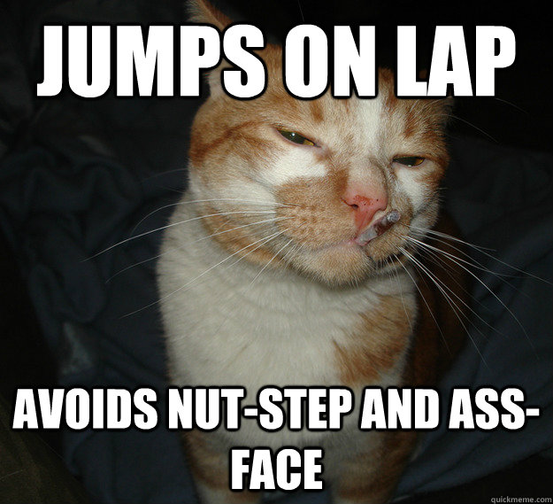 Jumps on lap avoids nut-step and ass-face  Good Guy Cat