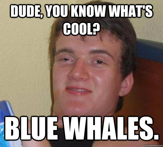 Dude, you know what's cool? Blue Whales.  Really High Guy