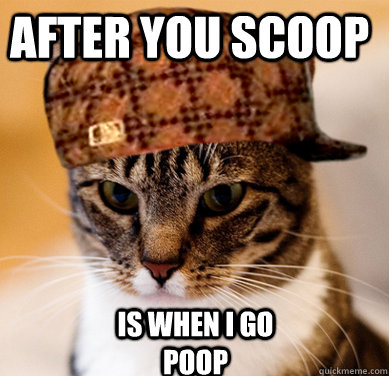 After you scoop is when i go poop  Scumbag Cat