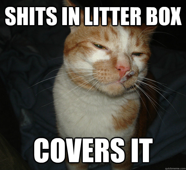 shits in litter box covers it  Cool Cat Craig