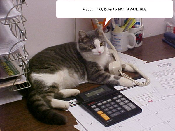 HELLO, NO, DOG IS NOT AVAILIBLE - HELLO, NO, DOG IS NOT AVAILIBLE  Misc