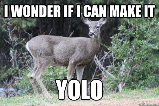 I wonder if I can make it YOLO  Daredevil Deer