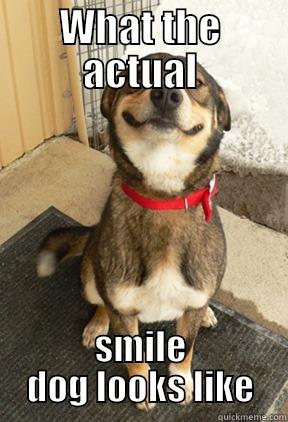 WHAT THE ACTUAL SMILE DOG LOOKS LIKE Good Dog Greg