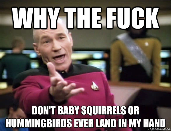 why the fuck don't baby squirrels or hummingbirds ever land in my hand  Annoyed Picard HD