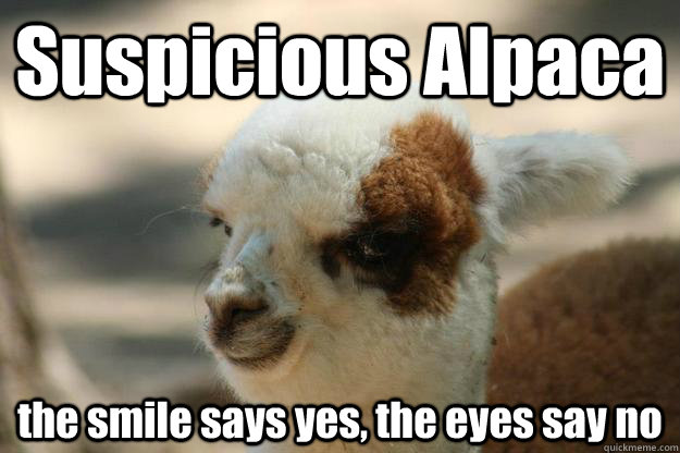 Suspicious Alpaca the smile says yes, the eyes say no - Suspicious Alpaca the smile says yes, the eyes say no  Suspicious Alpaca