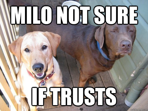Milo not sure if trusts - Milo not sure if trusts  Not Sure Dog
