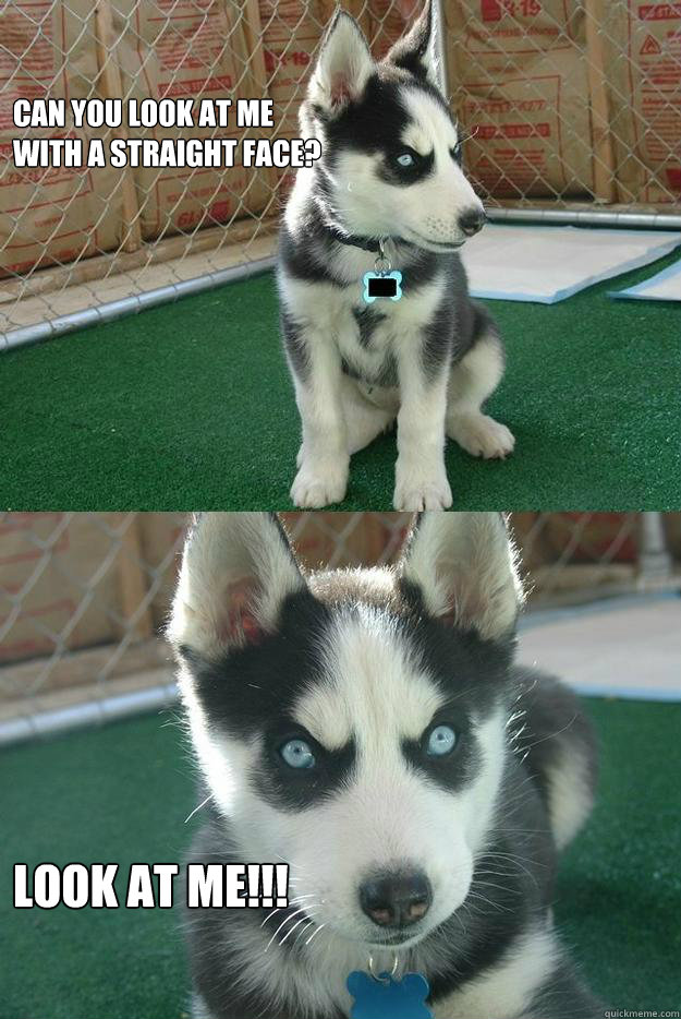Can you look at me
with a straight face? LOOK AT ME!!!  Insanity puppy