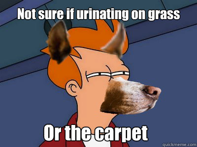 Not sure if urinating on grass Or the carpet - Not sure if urinating on grass Or the carpet  Dog Futurama Fry