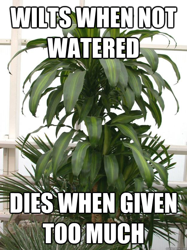 Wilts when not watered dies when given too much  Scumbag plant