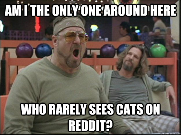am i the only one around here who rarely sees cats on reddit? - am i the only one around here who rarely sees cats on reddit?  Misc