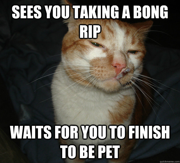 Sees you taking a bong rip waits for you to finish to be pet  Cool Cat Craig