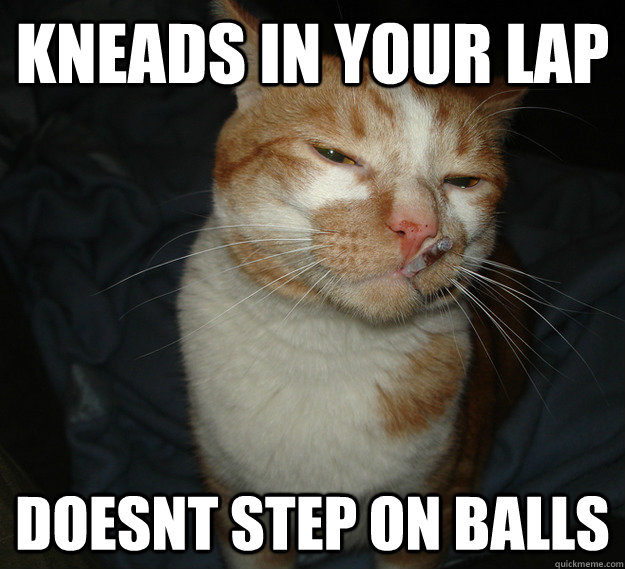 kneads in your lap doesnt step on balls  Good Guy Cat