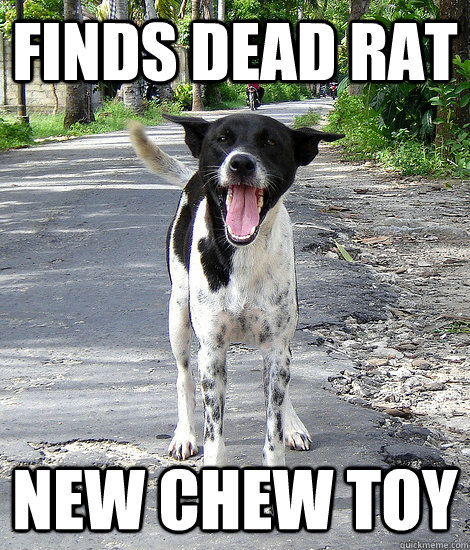 finds dead rat new chew toy  