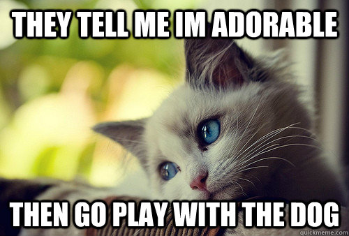 they tell me im adorable  then go play with the dog  First World Problems Cat