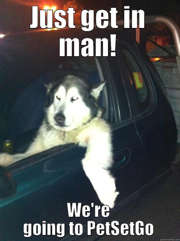 JUST GET IN MAN! WE'RE GOING TO PETSETGO Mean Dog