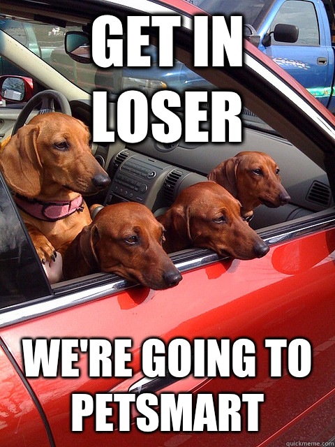 Get in loser We're going to petsmart - Get in loser We're going to petsmart  doxie mea ngirls