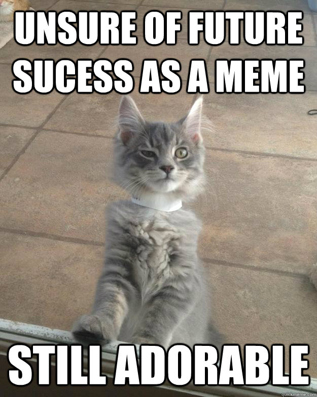 Unsure of future sucess as a meme Still Adorable - Unsure of future sucess as a meme Still Adorable  Skeptical Kitten