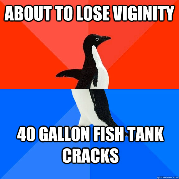 About to lose viginity 40 gallon fish tank cracks  Socially Awesome Awkward Penguin