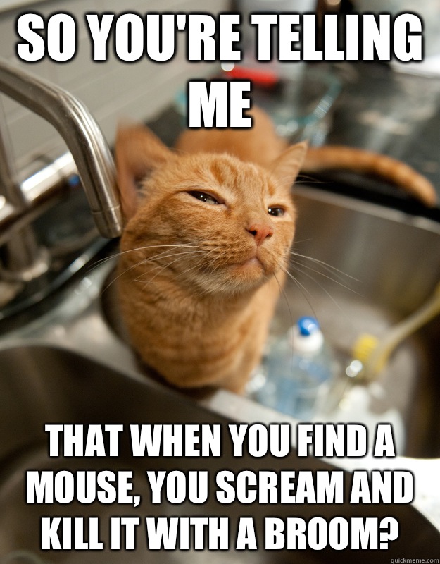 So you're telling me That when you find a mouse, you scream and kill it with a broom?  Skeptical cat
