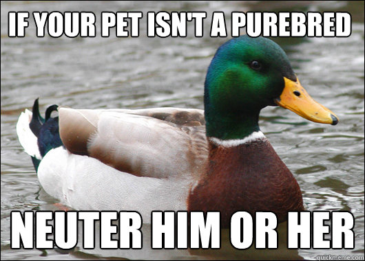 If your pet isn't a purebred  Neuter him or her  Actual Advice Mallard