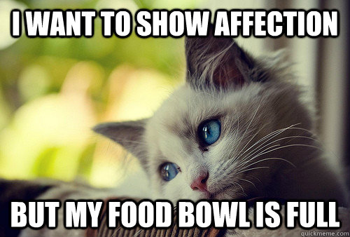 I want to show affection but my food bowl is full  First World Problems Cat