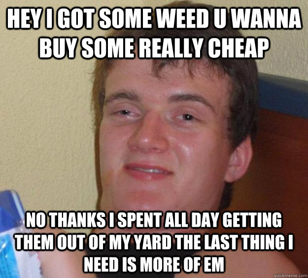hey i got some weed u wanna buy some really cheap no thanks i spent all day getting them out of my yard the last thing i need is more of em   10 Guy