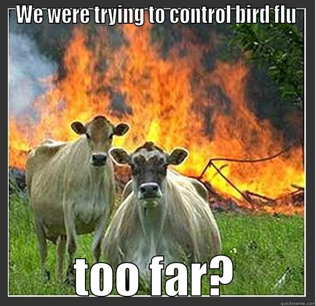 WE WERE TRYING TO CONTROL BIRD FLU TOO FAR? Evil cows