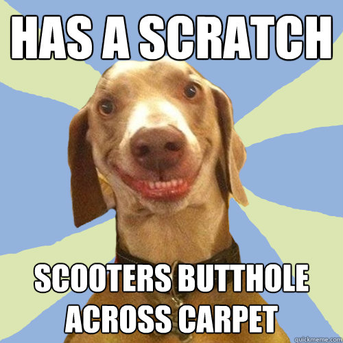 Has a scratch scooters butthole across carpet  Disgusting Doggy