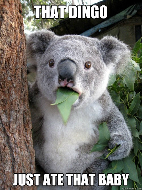 That dingo just ate that baby  Shocked Koala