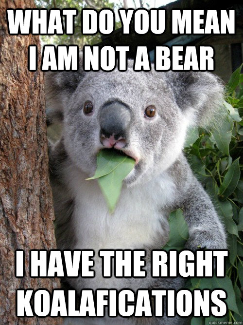 What do you mean i am not a bear I have the right koalafications - What do you mean i am not a bear I have the right koalafications  Surprised Koala