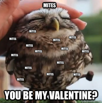 Mites You be my valentine? Mites mites mites
 mites mites mites mites mites mites mites mites mites mites mites - Mites You be my valentine? Mites mites mites
 mites mites mites mites mites mites mites mites mites mites mites  cute owl