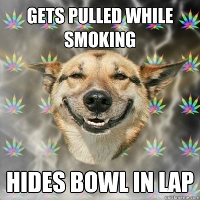 Gets pulled while smoking hides bowl in lap  Stoner Dog