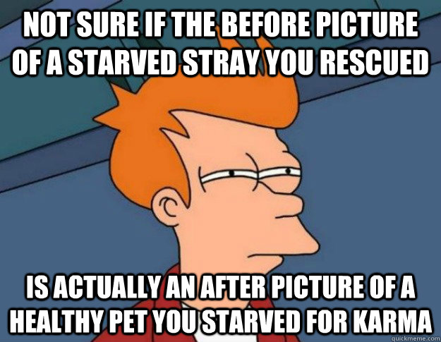 Not sure if the before picture of a starved stray you rescued Is actually an after picture of a healthy pet you starved for Karma  NOT SURE IF IM HUNGRY or JUST BORED