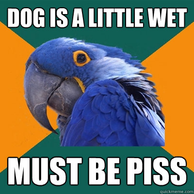 Dog is a little wet Must be piss  Paranoid Parrot