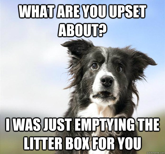 What are you upset about? I was just emptying the litter box for you - What are you upset about? I was just emptying the litter box for you  Misc