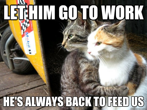 Let him go to work he's always back to feed us  Restraining Cat