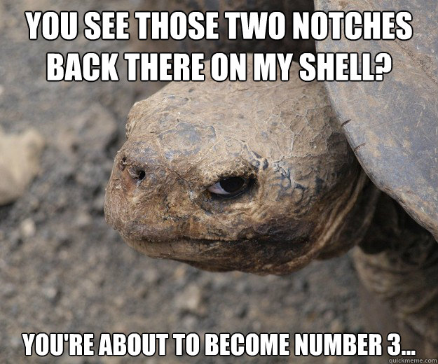 You see those two notches back there on my shell? You're about to become number 3... - You see those two notches back there on my shell? You're about to become number 3...  Insanity Tortoise