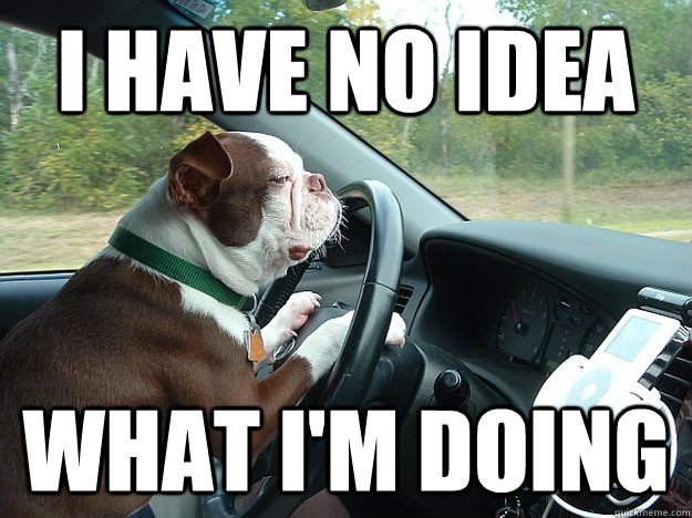 I have no idea What I'm doing - I have no idea What I'm doing  Dog driving
